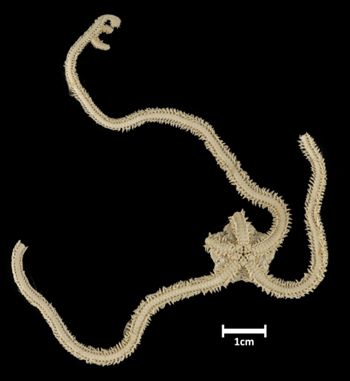 Media type: image;   Invertebrate Zoology OPH-1493 Description: Bottom up view of single ophiuroid specimen with a scale bar.;  Aspect: ventral